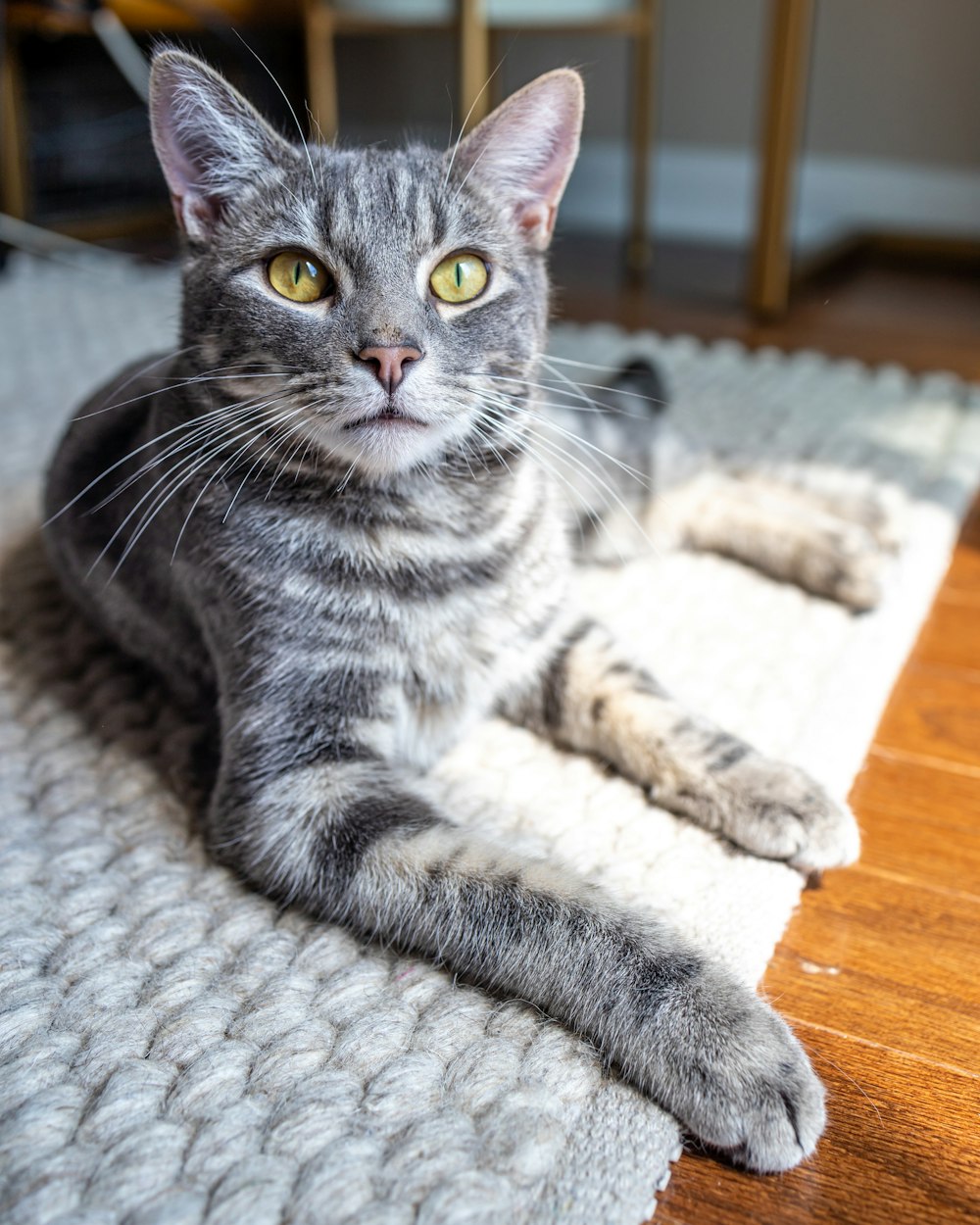 silver tabby cat lying on white textile