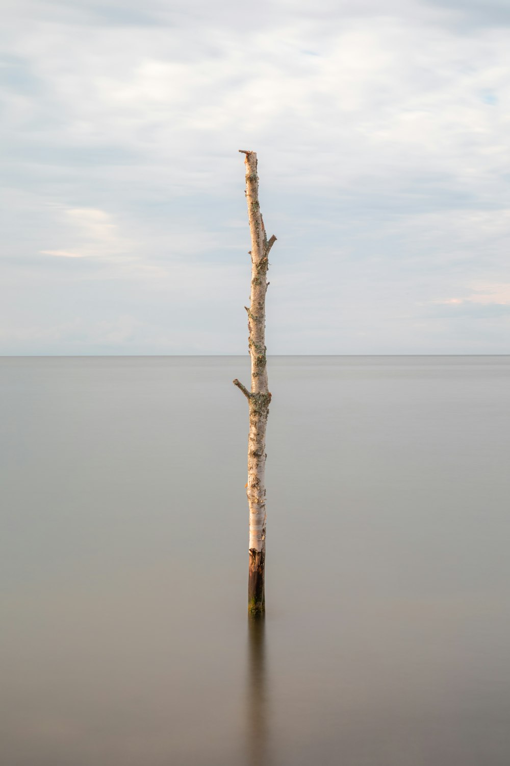 brown tree trunk on water