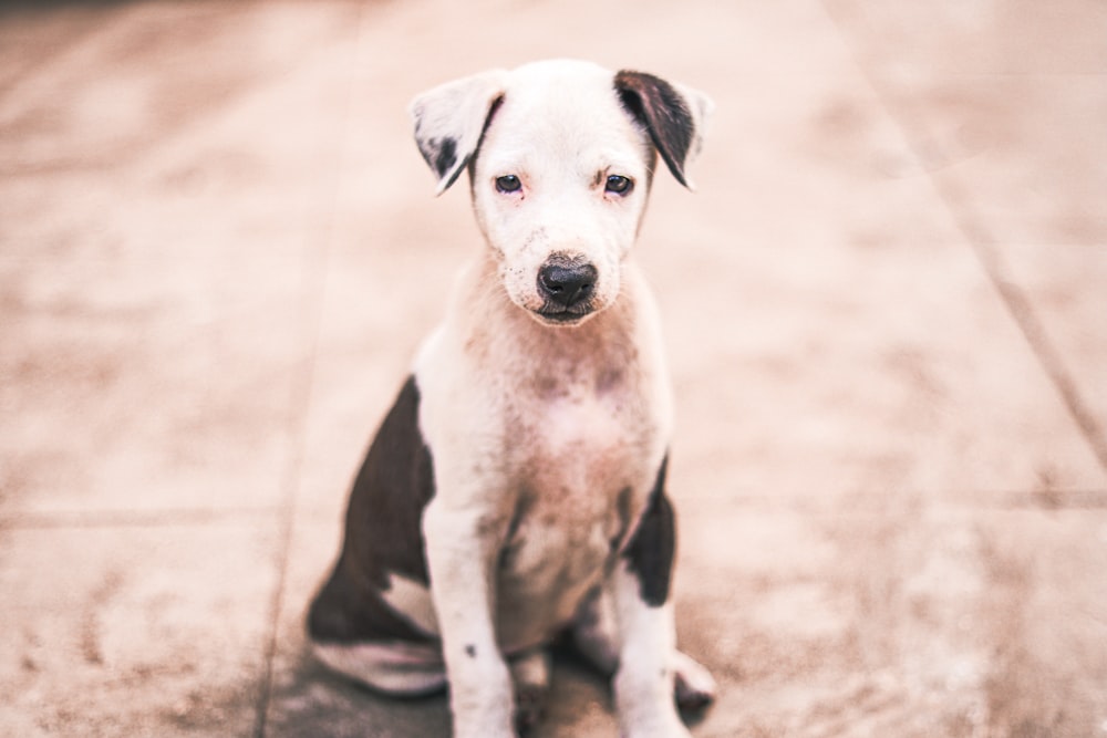 white and black short coated dog