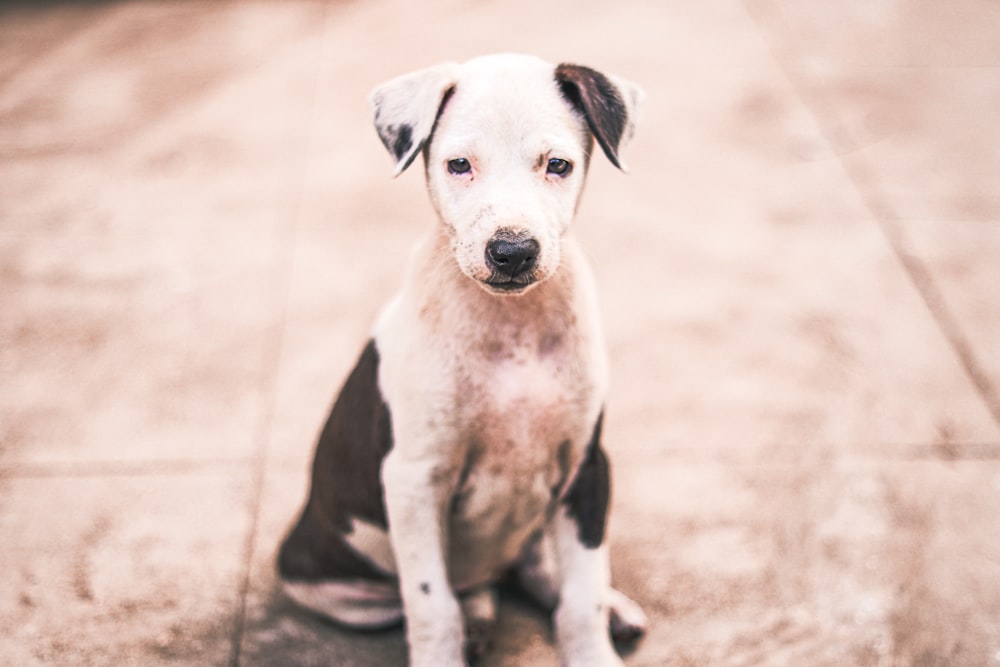 jueves Pío Cita Foto de perro de pelo corto blanco y negro – Imagen gratuita Bombay en  Unsplash