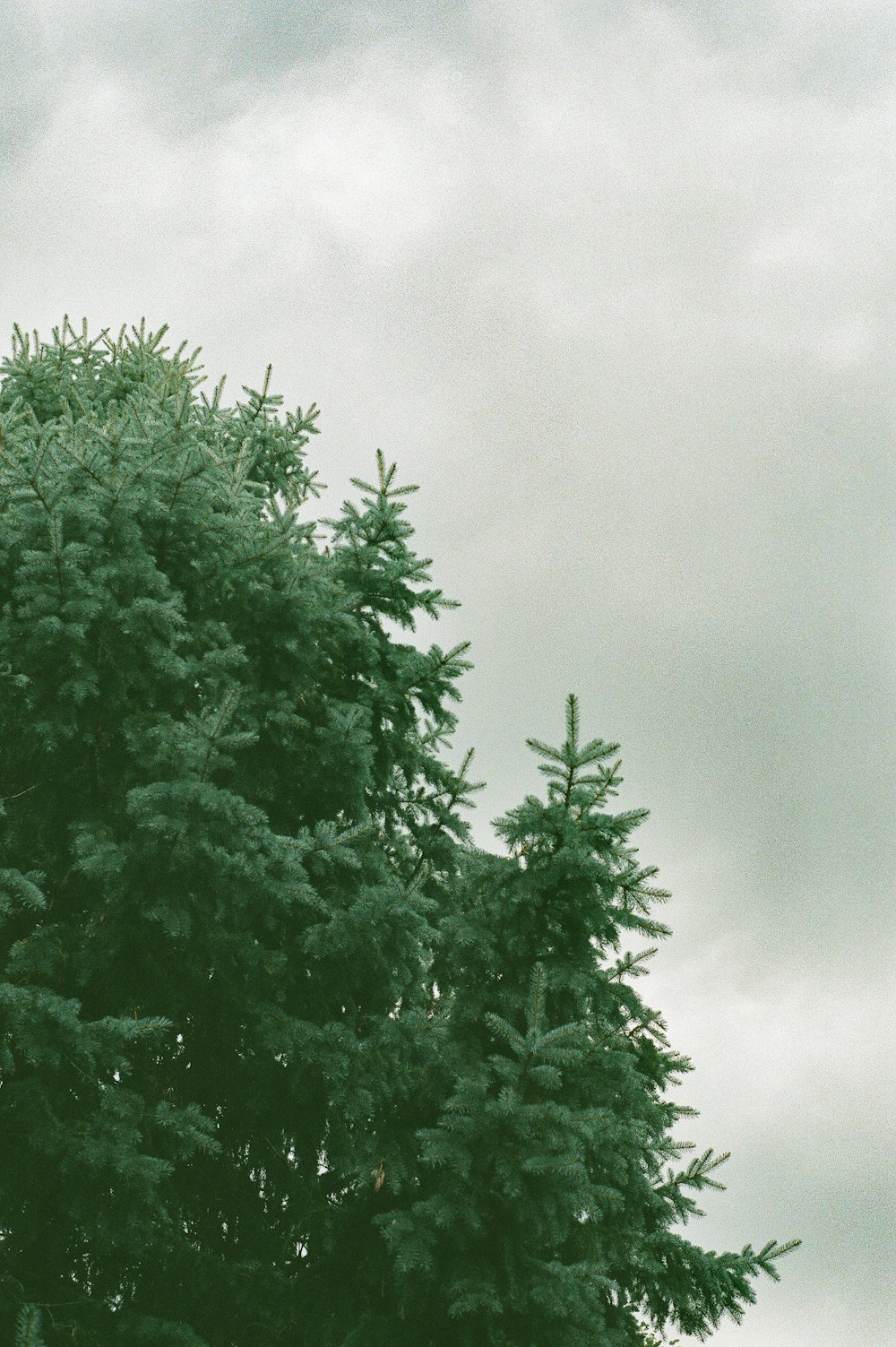 a large tree with no leaves on it