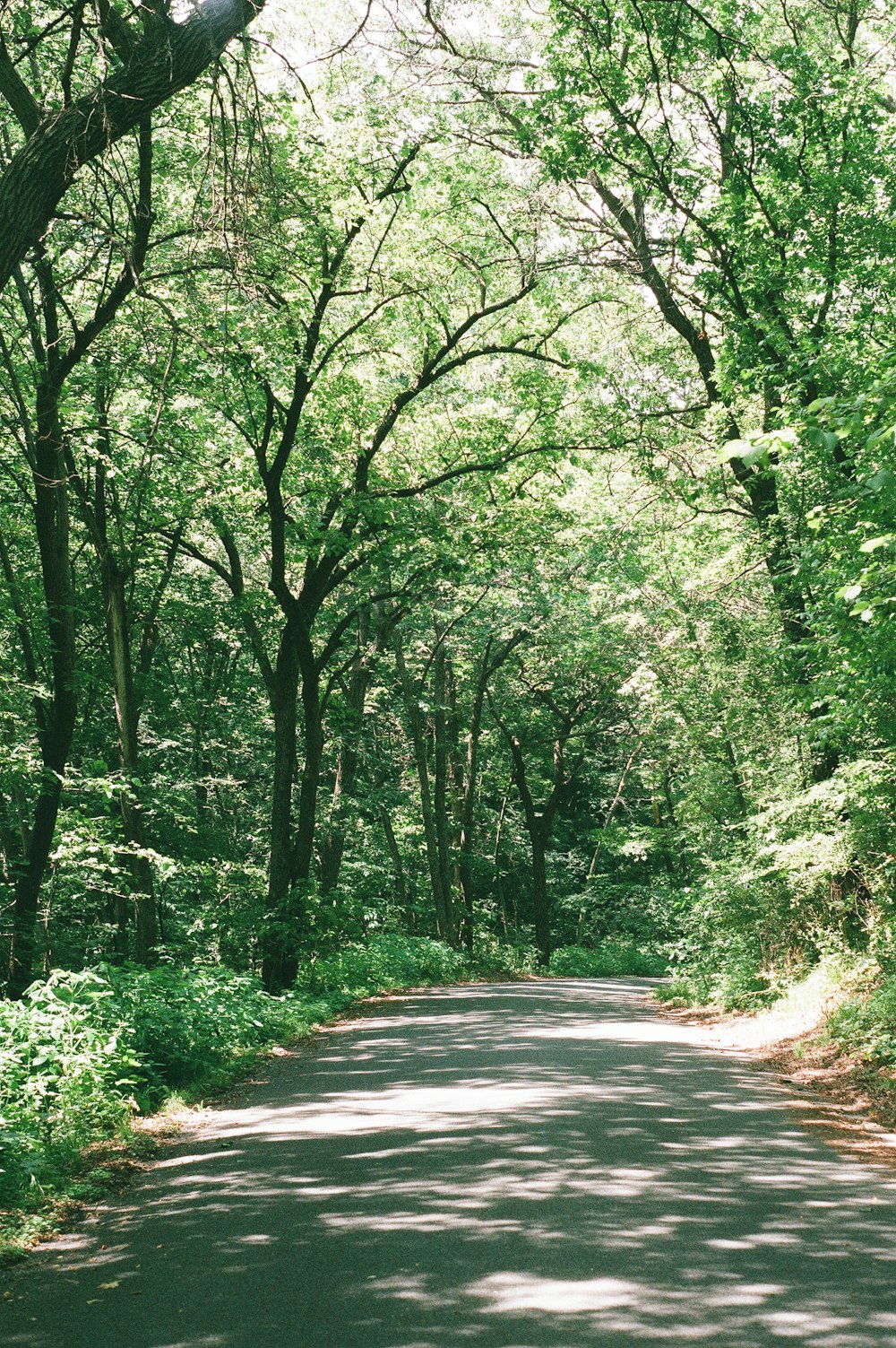 gray concrete road in between green trees during daytime