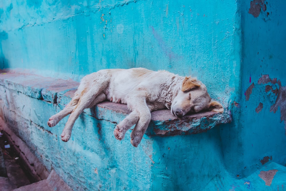 white short coated dog lying on blue concrete wall