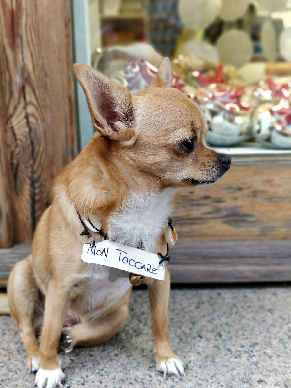 brown and white chihuahua puppy