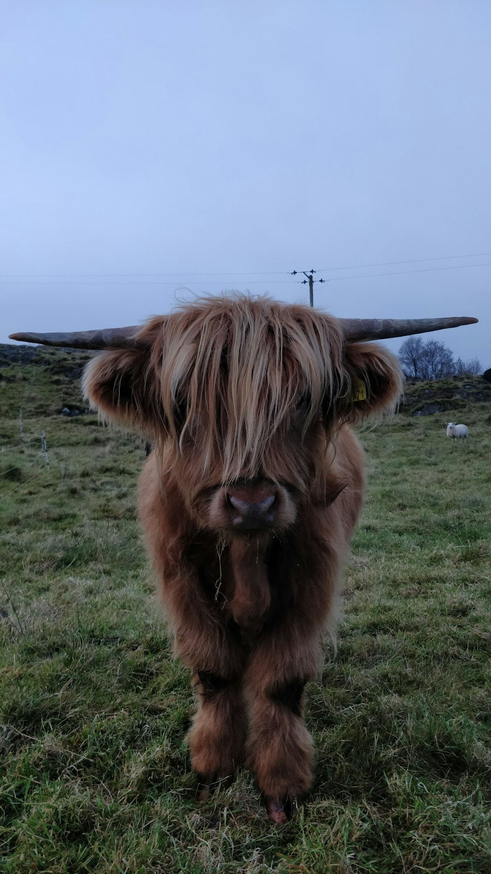 brown yak on green grass field during daytime