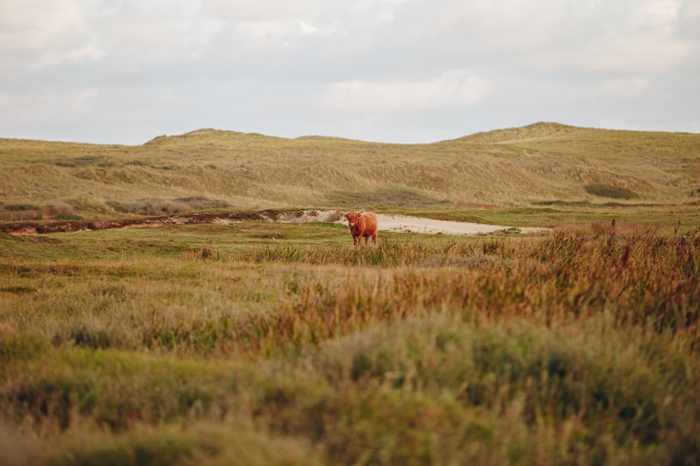 brown cow on green grass field during daytime