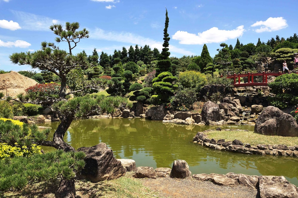 alberi verdi accanto al fiume sotto il cielo blu durante il giorno