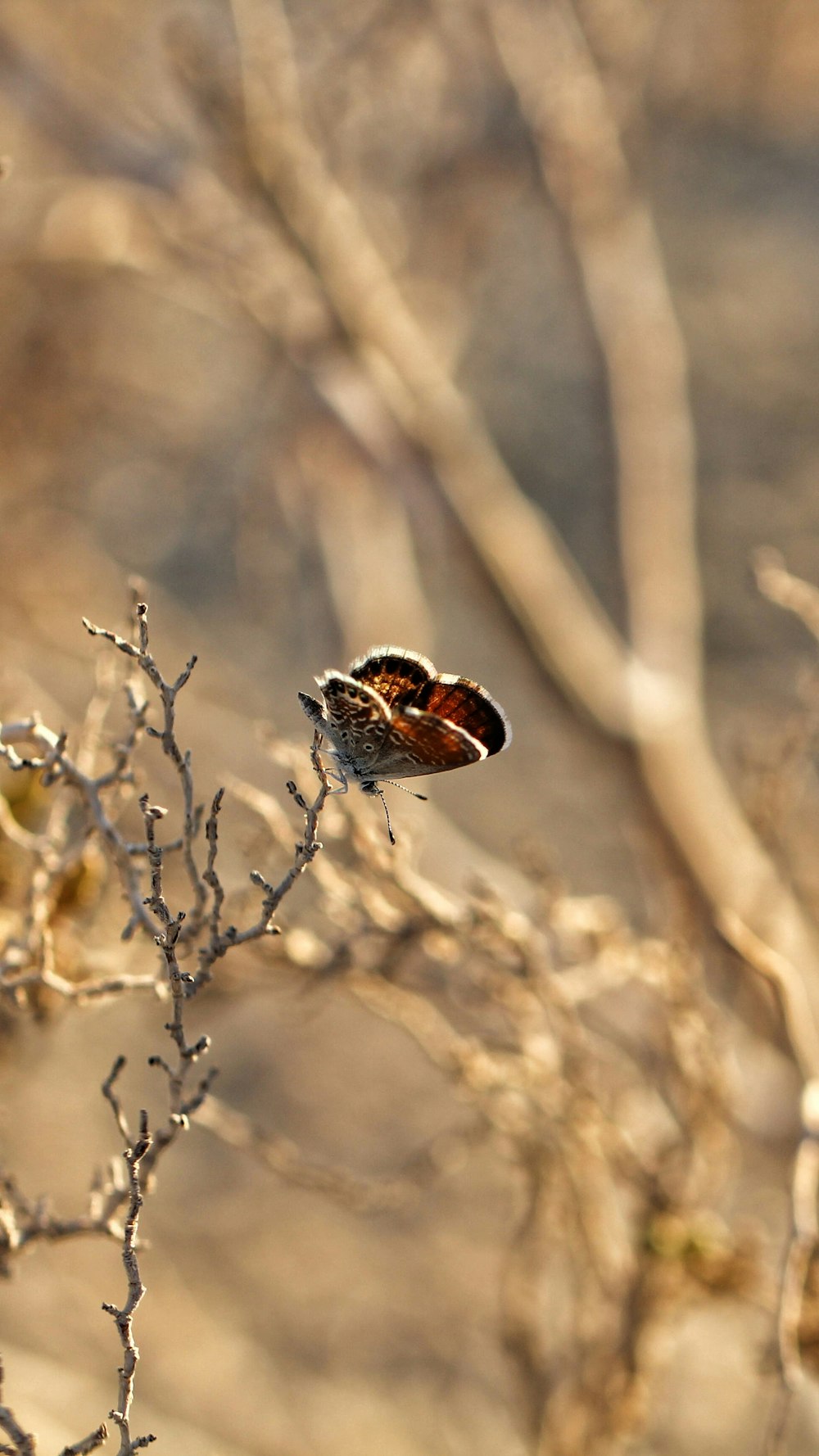 brown and white butterfly perched on brown tree branch during daytime