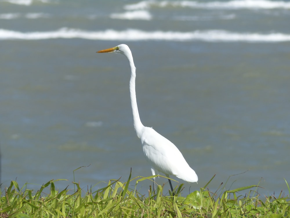 white bird on green grass near body of water during daytime