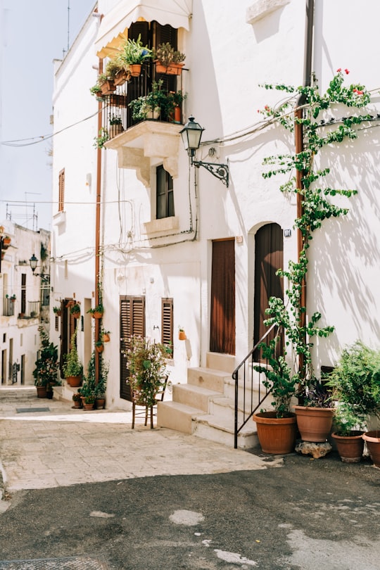 green plants on brown clay pots in Grottaglie Italy