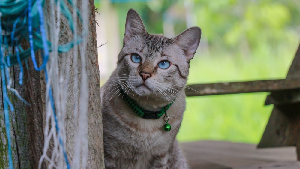 silver tabby cat with blue collar