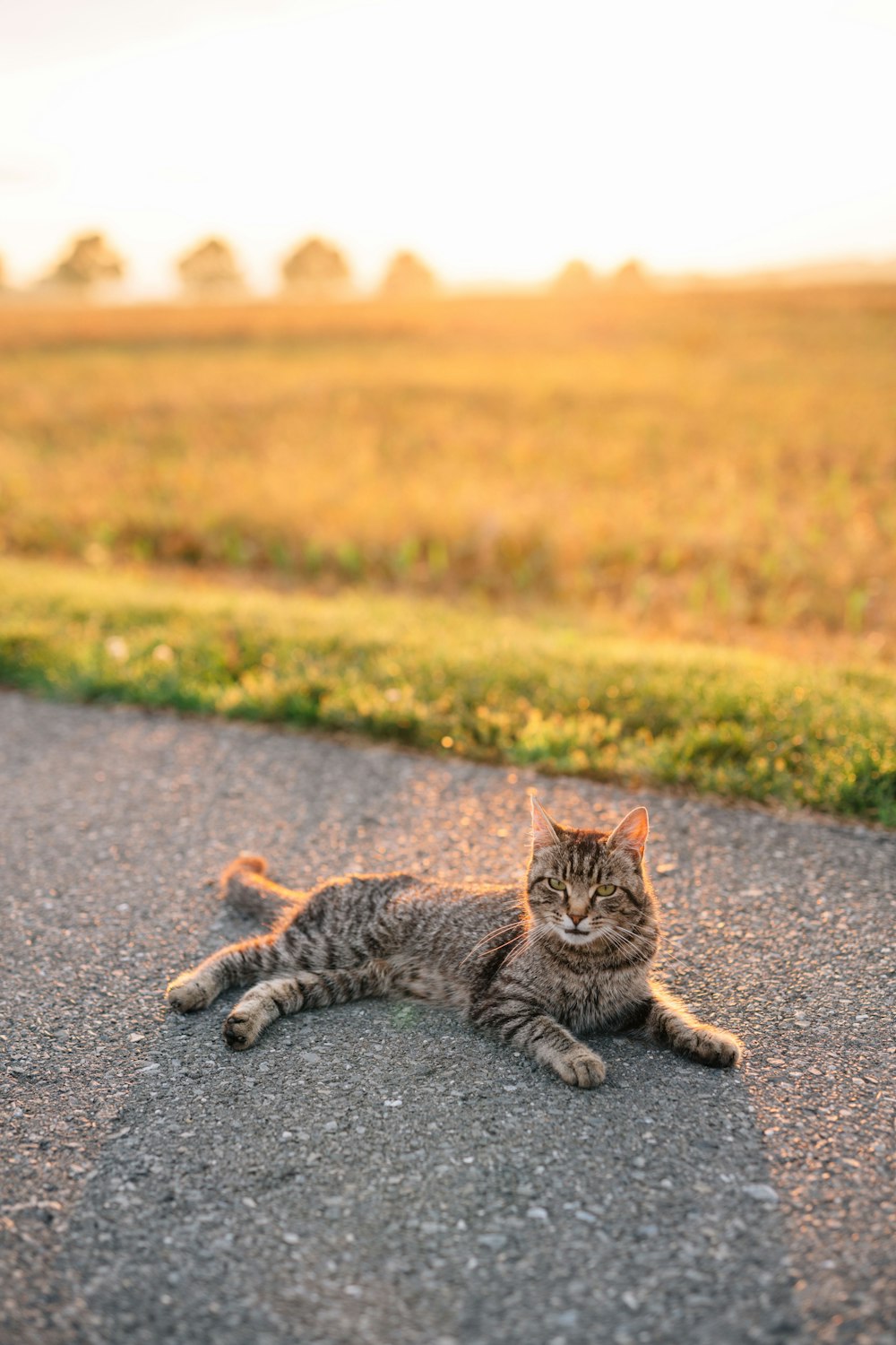 brown tabby cat on gray asphalt road during daytime