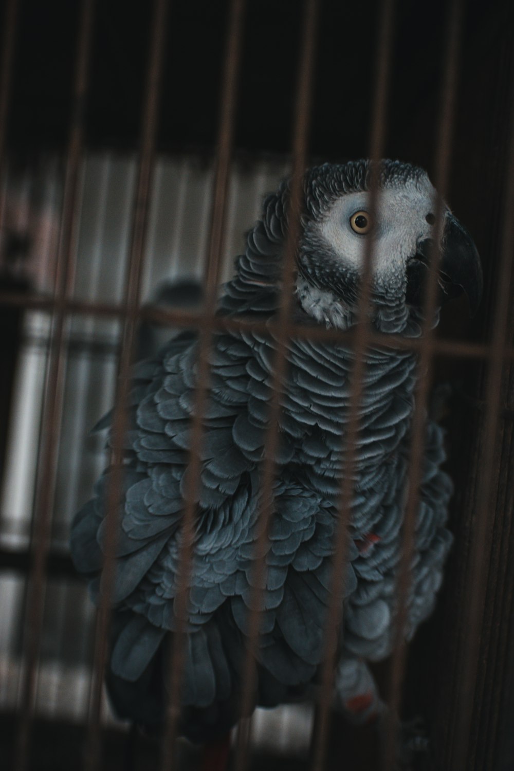 oiseau gris et blanc en cage