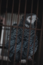 A grey parrot with intricately layered feathers is perched inside a cage. Its beak is black, and it has a strikingly intelligent expression with sharp eyes. The bars of the cage create a pattern over the bird, casting shadows on its body.