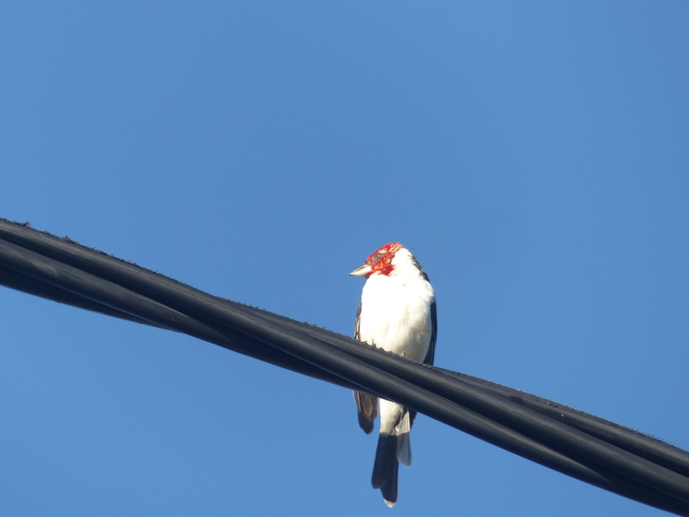 white and red bird on black metal bar during daytime