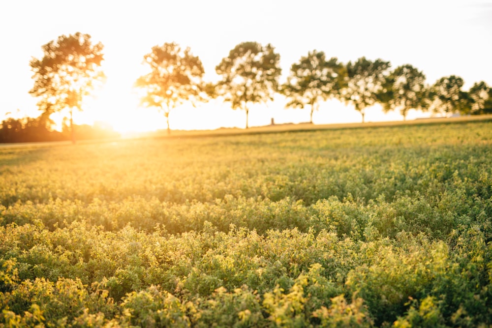 yellow flower field during daytime