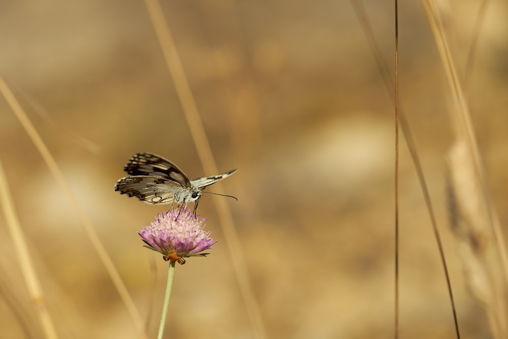 black and white butterfly perched on purple flower in close up photography during daytime