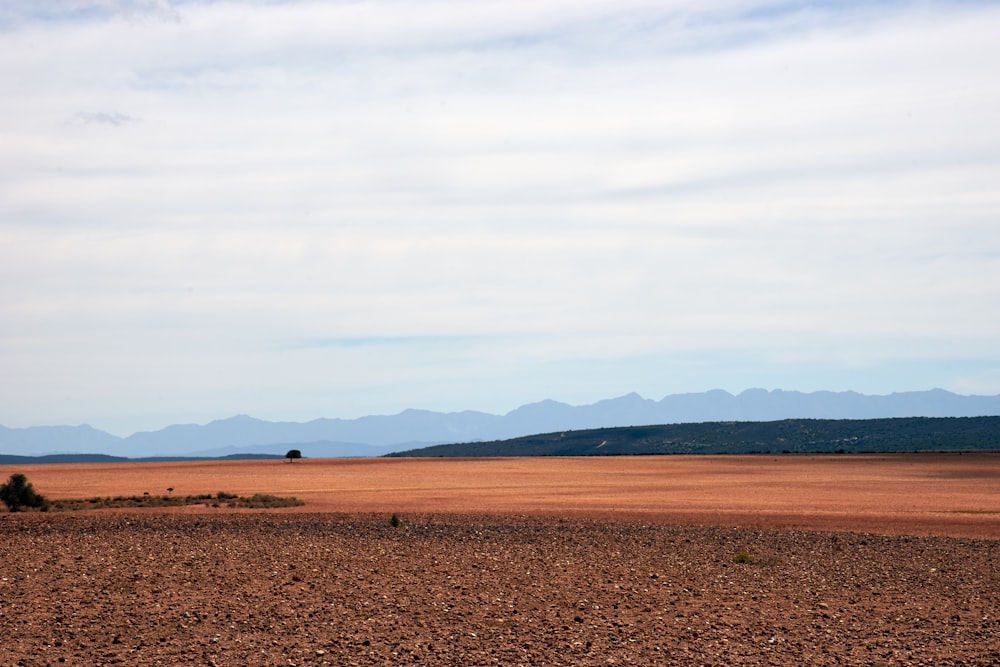 brown field under white sky during daytime