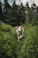 Playful dog in a stylish hoodie running through a flower-filled garden