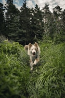 A playful border collie running through tall green grass under a bright blue sky.