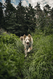 A playful puppy in a bright, patterned shirt running through a green park