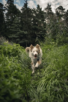 A happy dog playing in a lush green park.