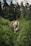 A joyful dog playing in a sunny park, surrounded by lush green grass and colorful flowers.