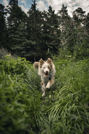 A playful puppy running through a green park on a sunny day.