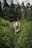 A joyful dog playing in a sunny park, surrounded by lush green grass and colorful flowers.