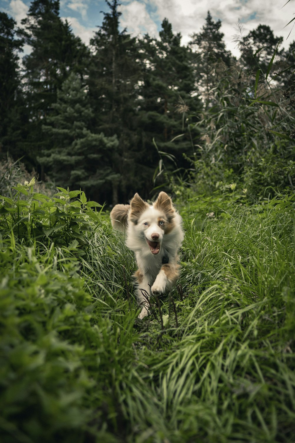 brown and white pomeranian puppy on green grass field during daytime