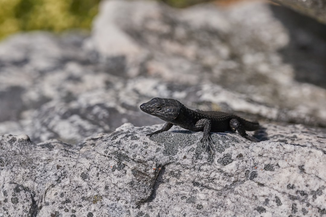 black lizard on gray rock