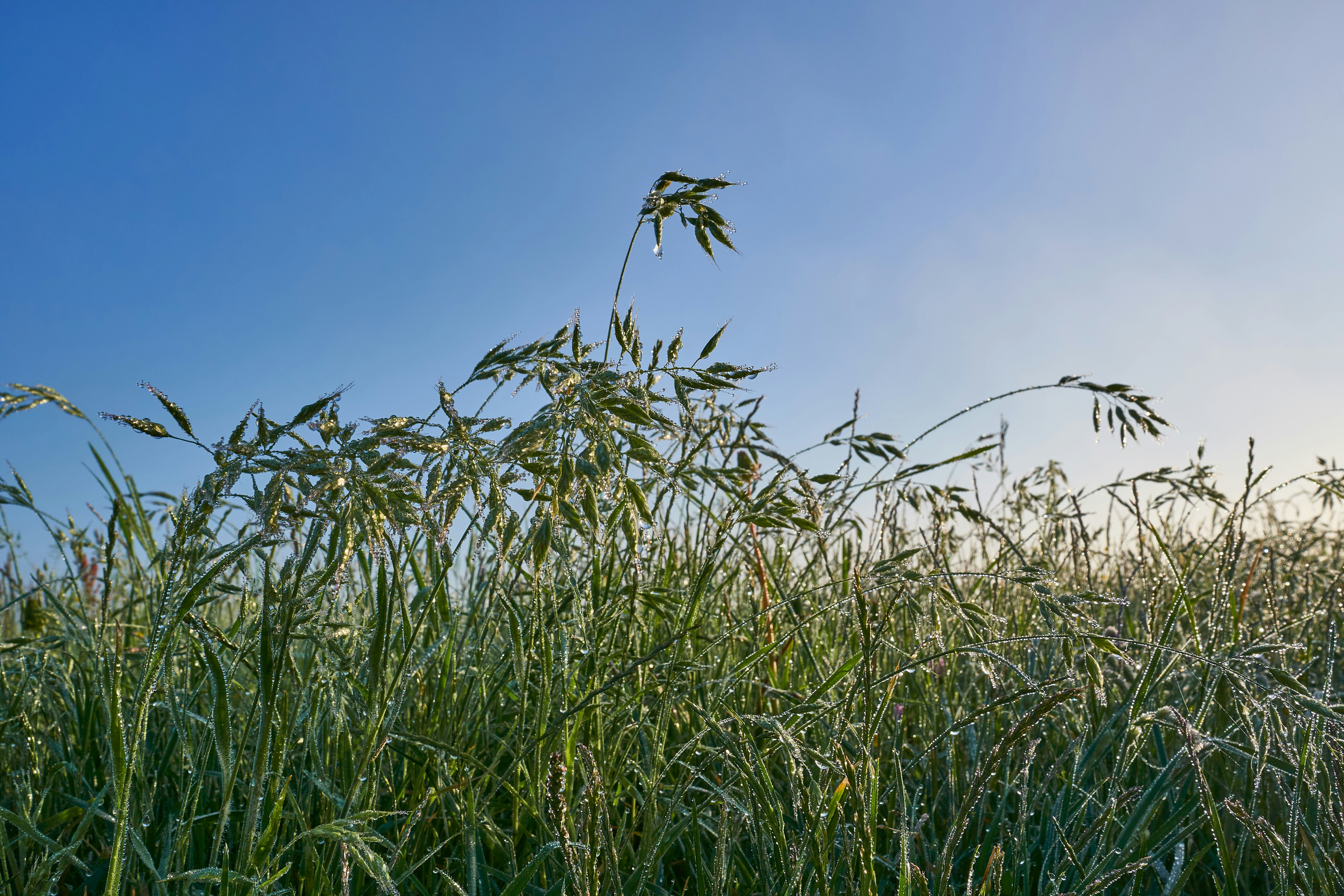 Photo by wolfgang_hasselmann