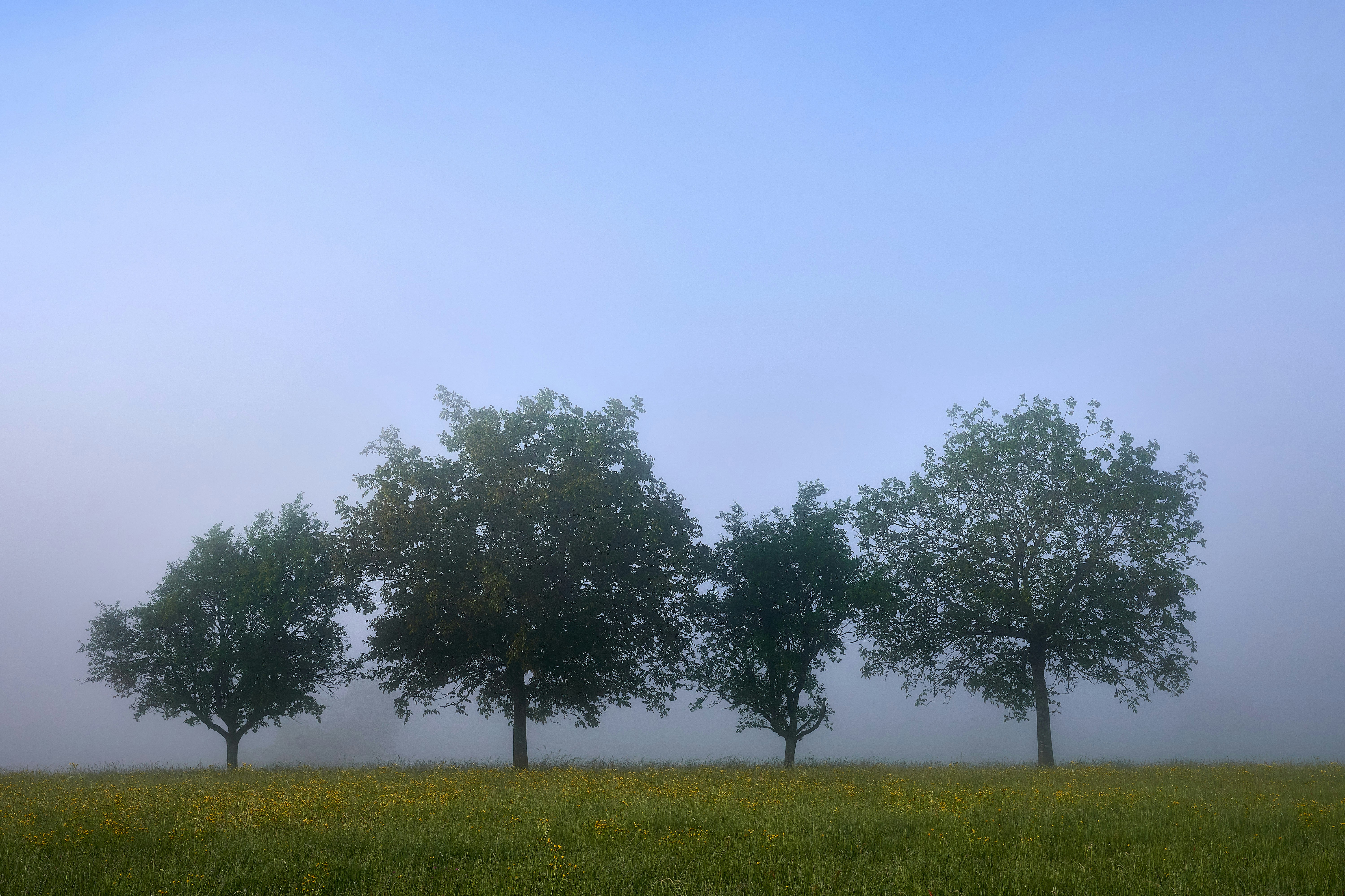 Photo by wolfgang_hasselmann