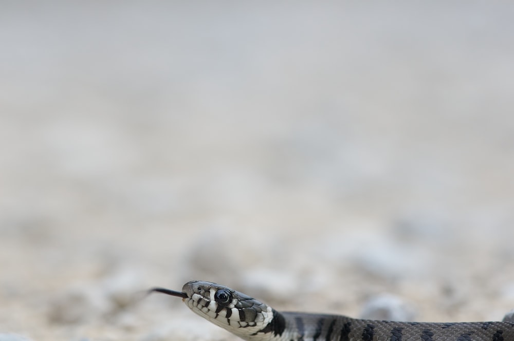 serpente bianco e nero su terreno marrone