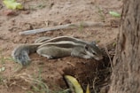 A small squirrel is resting on the ground near a tree trunk. The ground is covered with dirt and sparse grass. The squirrel has a bushy tail and distinctive white and black striped patterns on its back.