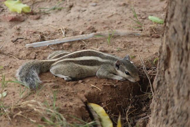 A small squirrel is resting on the ground near a tree trunk. The ground is covered with dirt and sparse grass. The squirrel has a bushy tail and distinctive white and black striped patterns on its back.