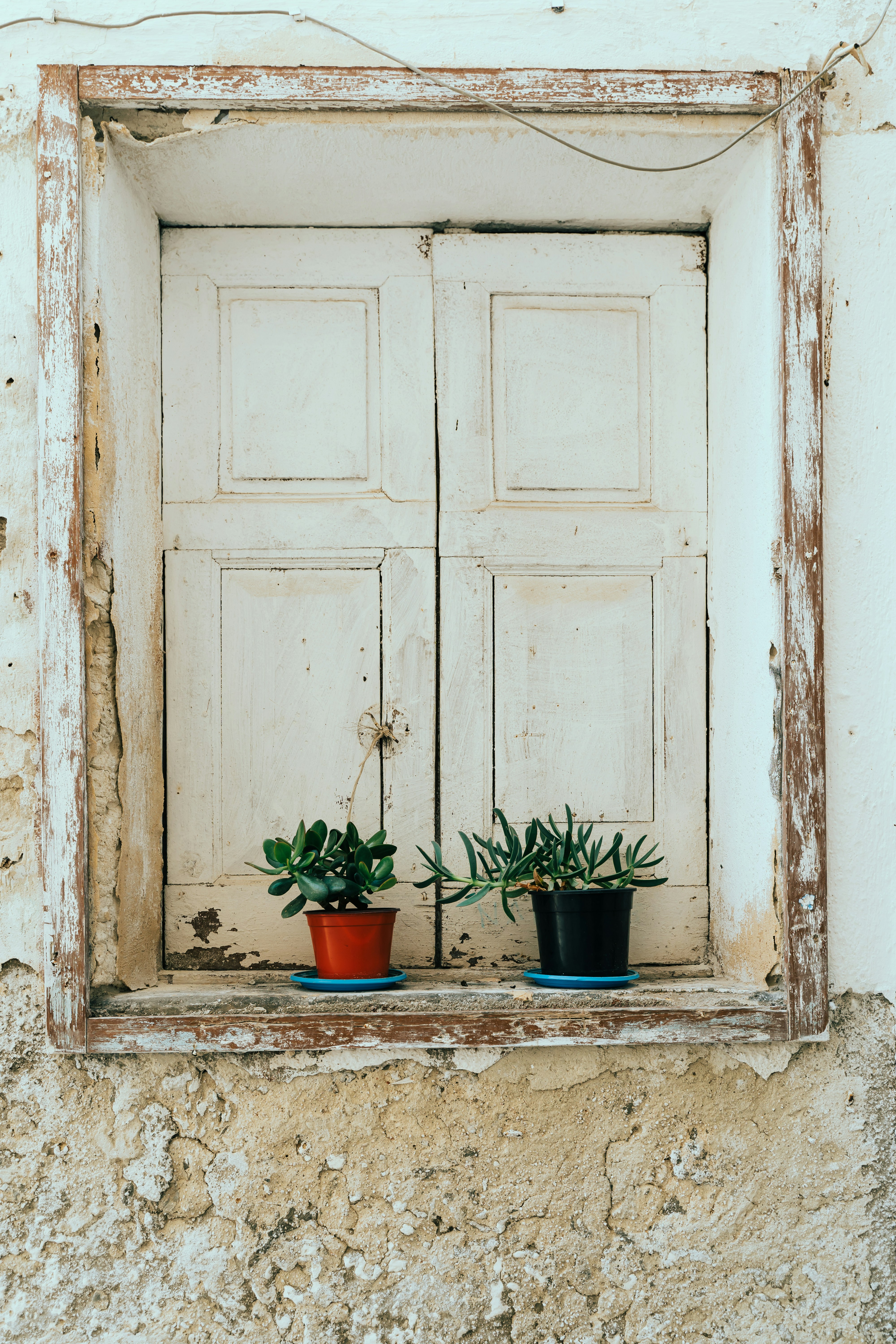green potted plant on window
