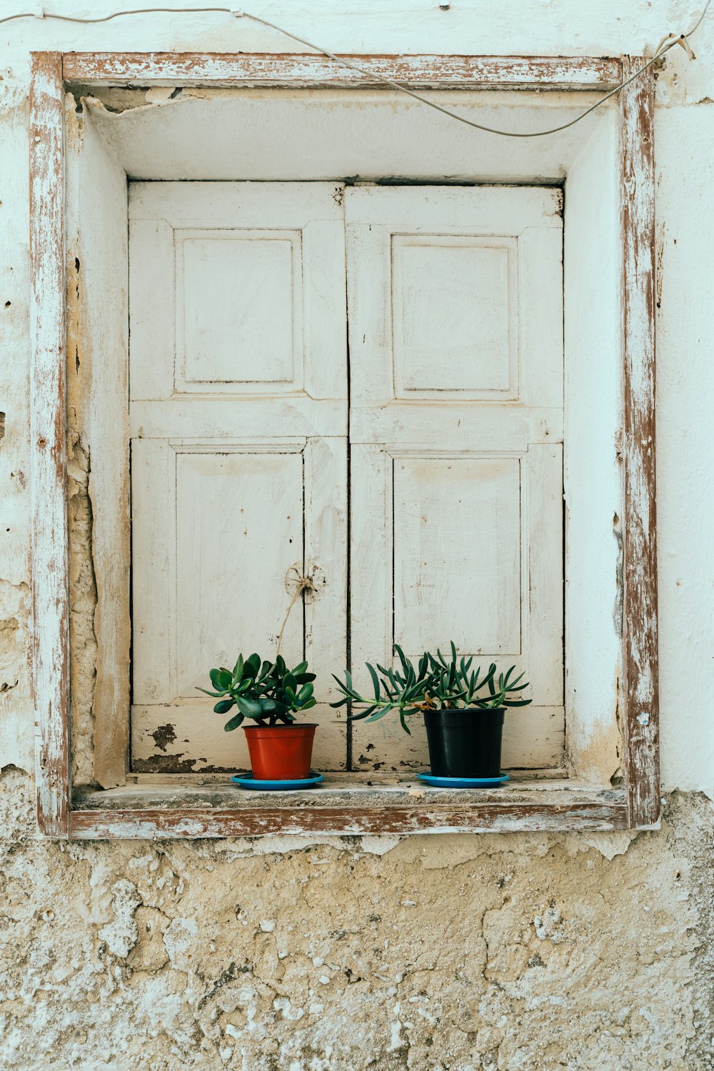 green potted plant on window