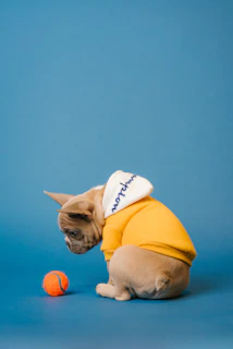 A happy medium-sized dog in a vibrant hoodie playing with a ball in a park