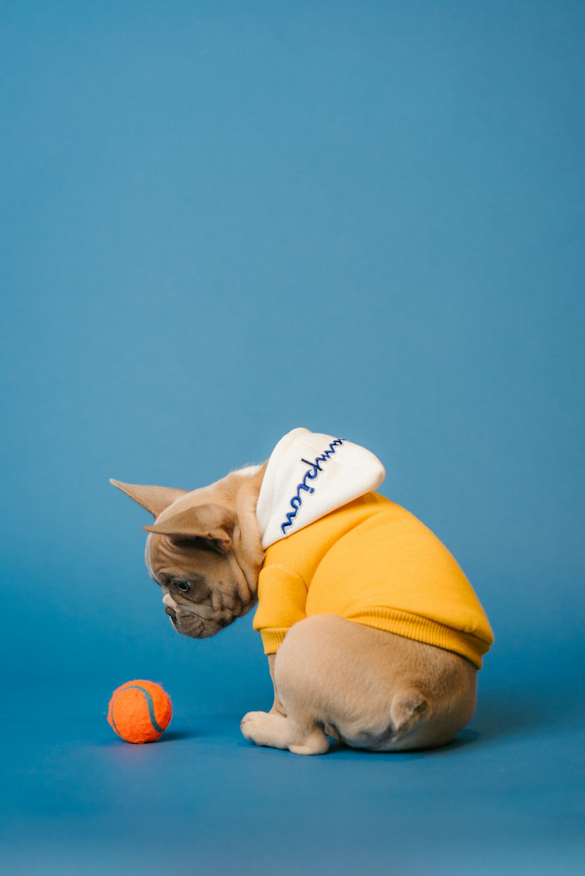 fawn-pug-wearing-yellow-hat-88lDyjdIDGw collection background image