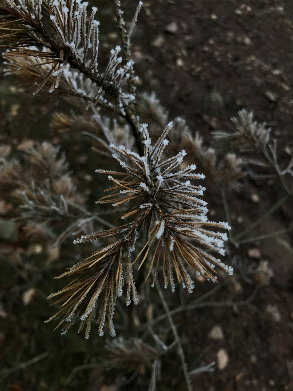 a close up of a pine tree with snow on it