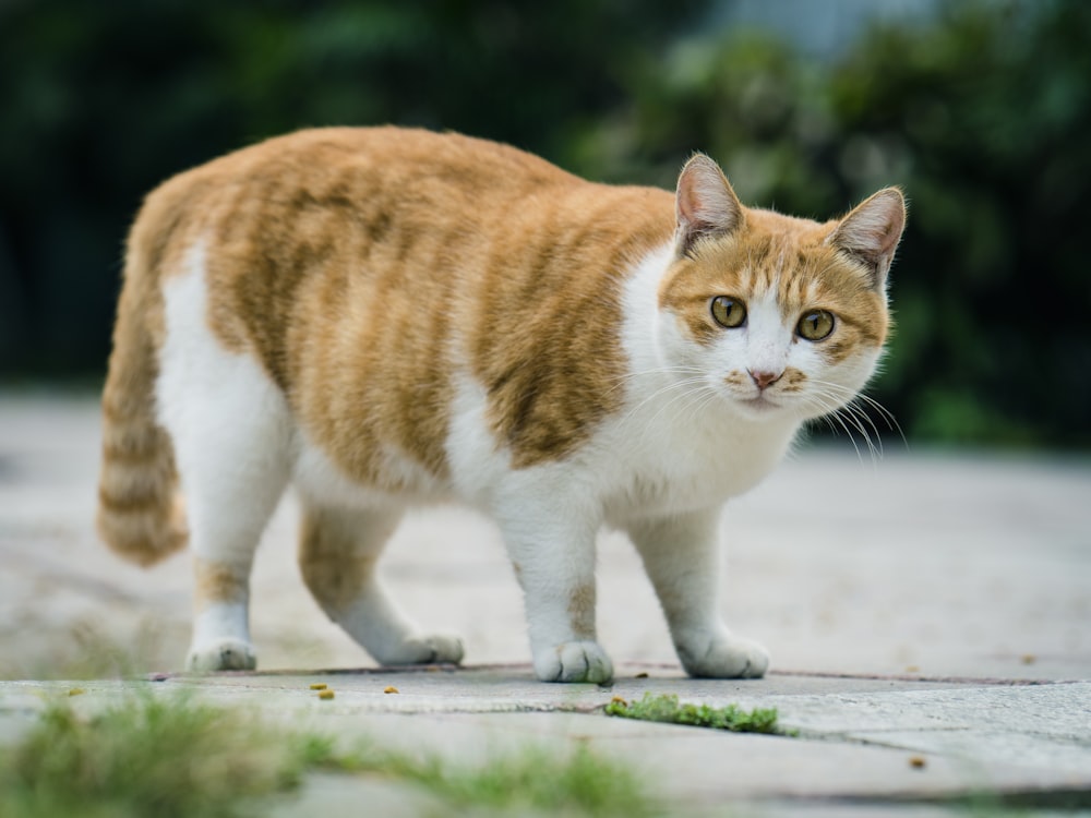 orange and white cat on gray concrete surface