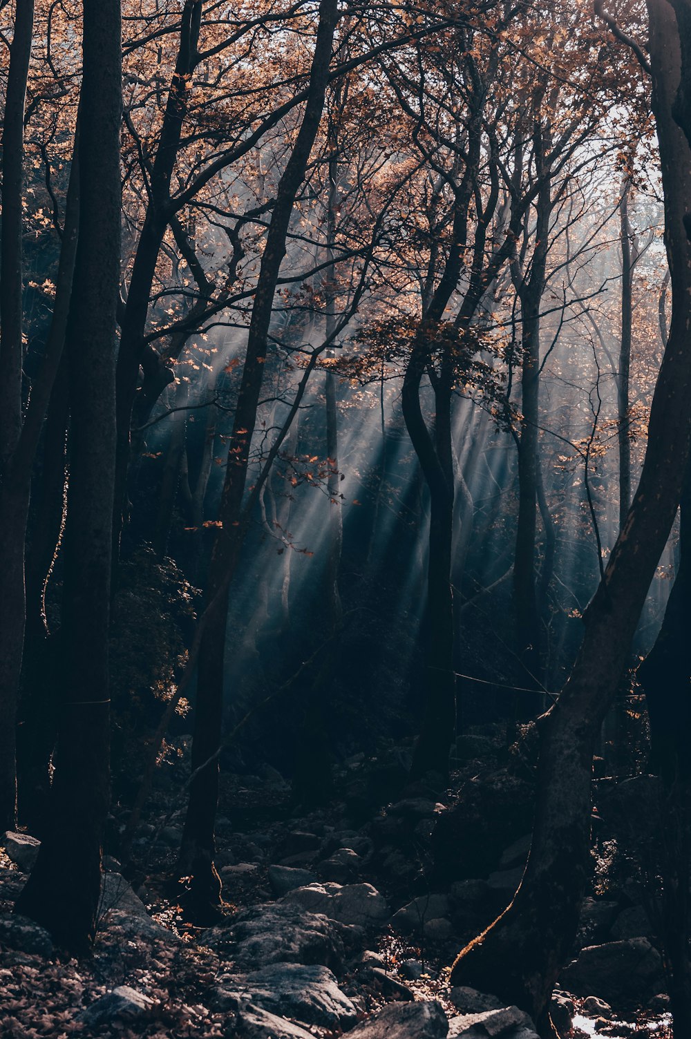 black bare trees during daytime