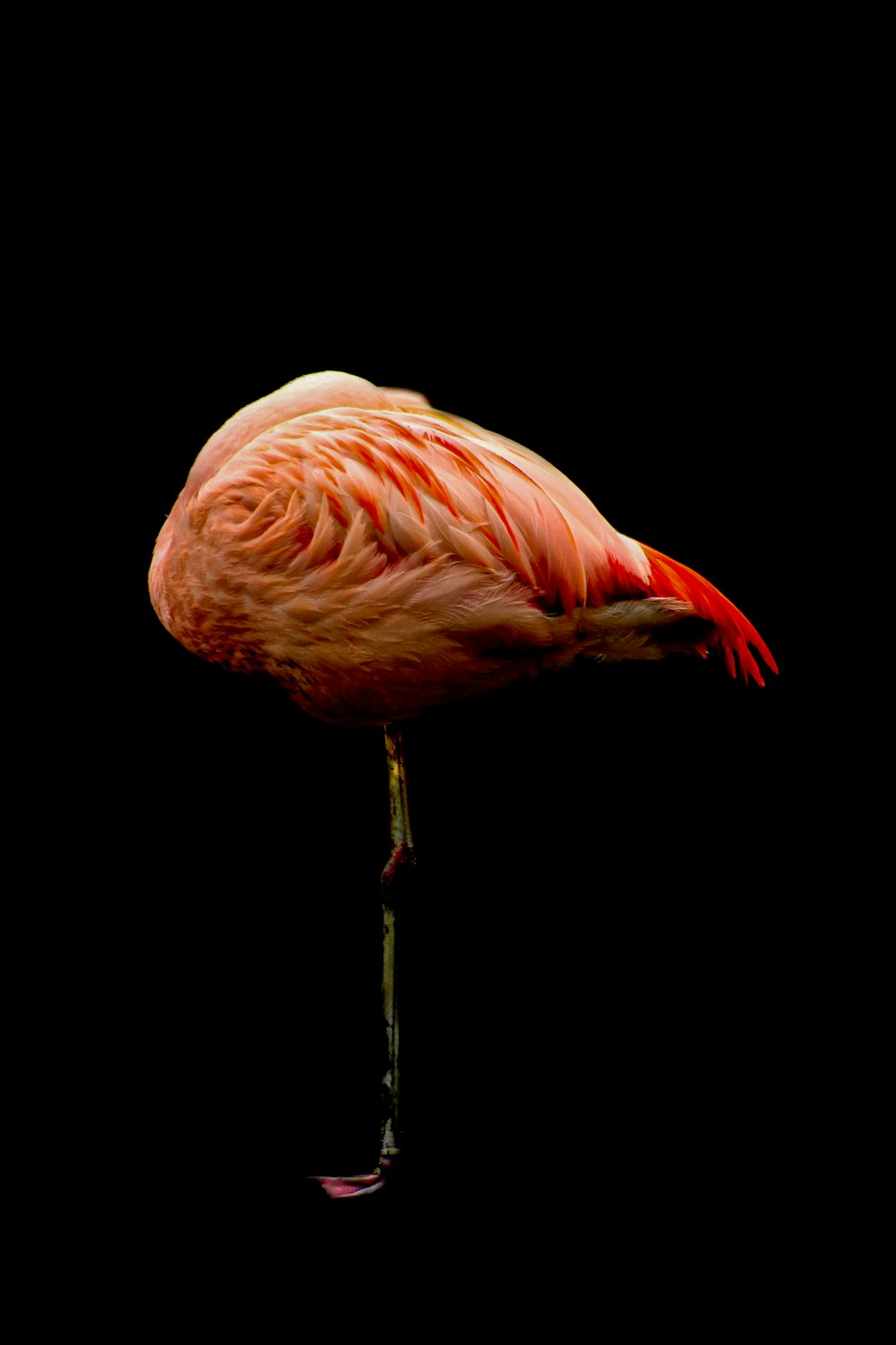 pink flamingo with black background