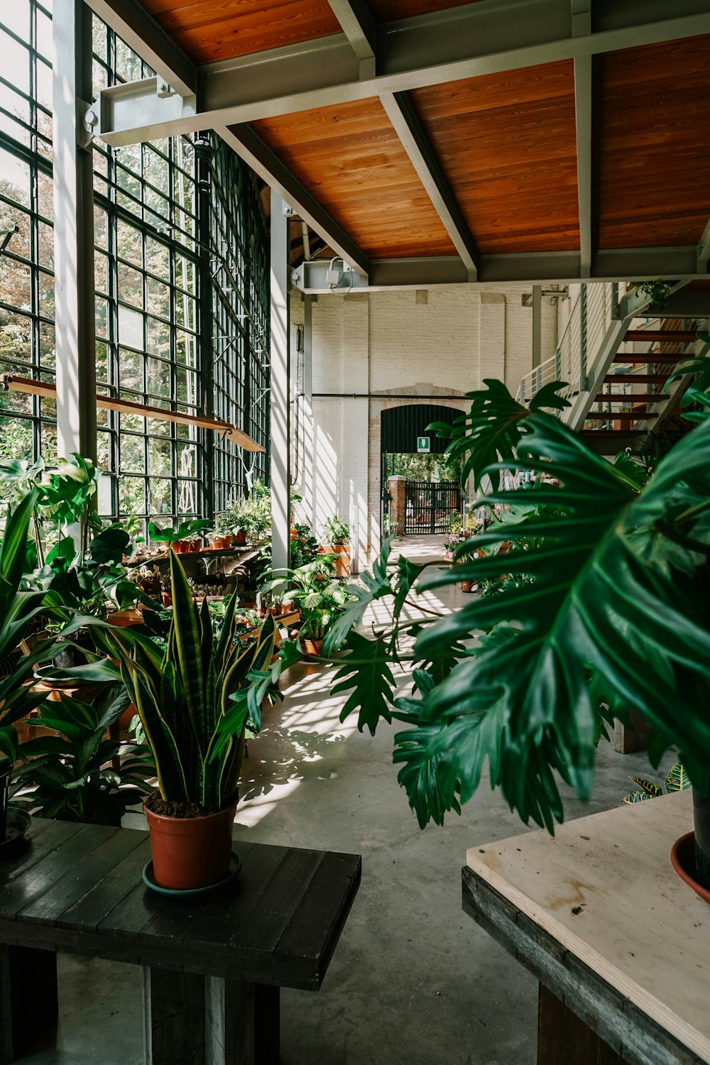 green potted plants inside building