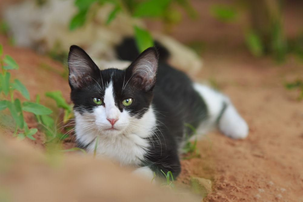 black and white cat lying on ground