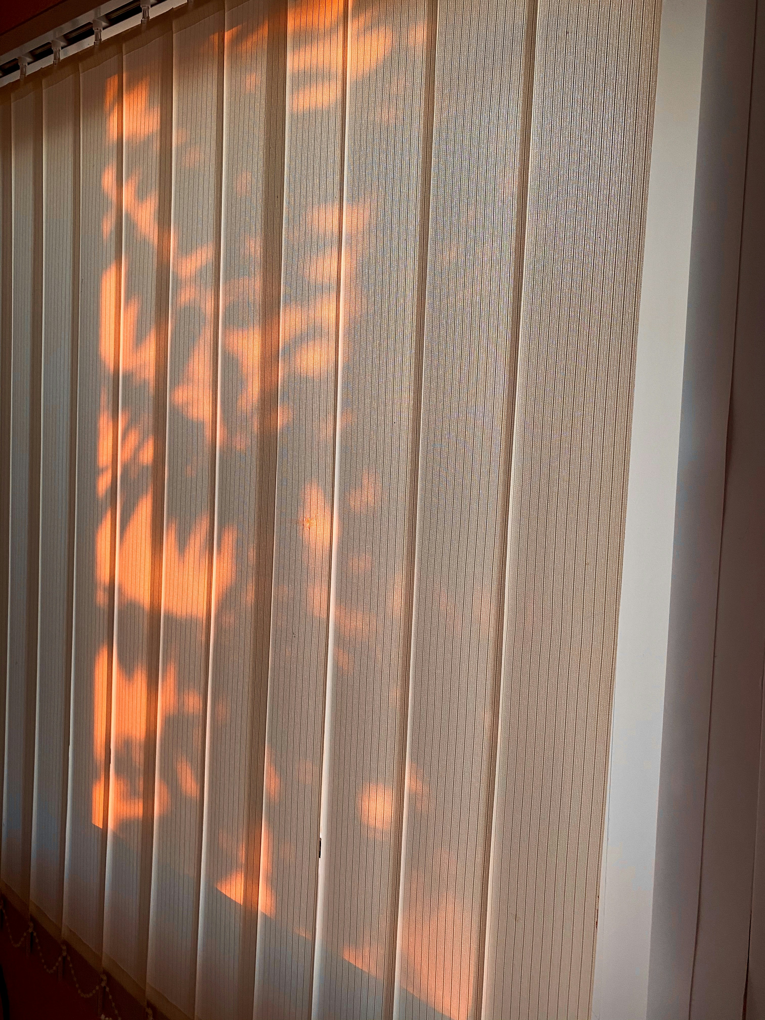 Premium Window Blinds