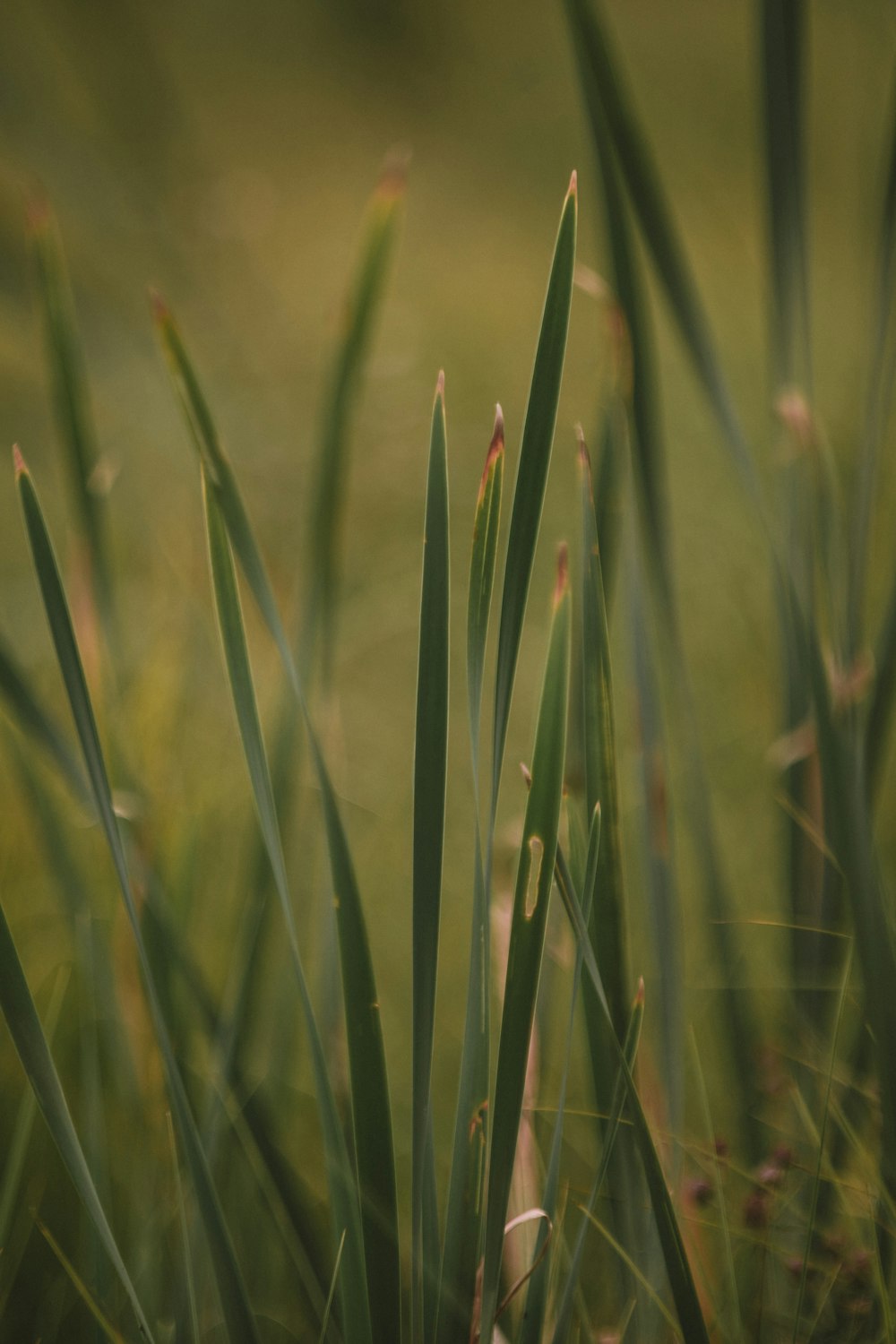 green grass in close up photography