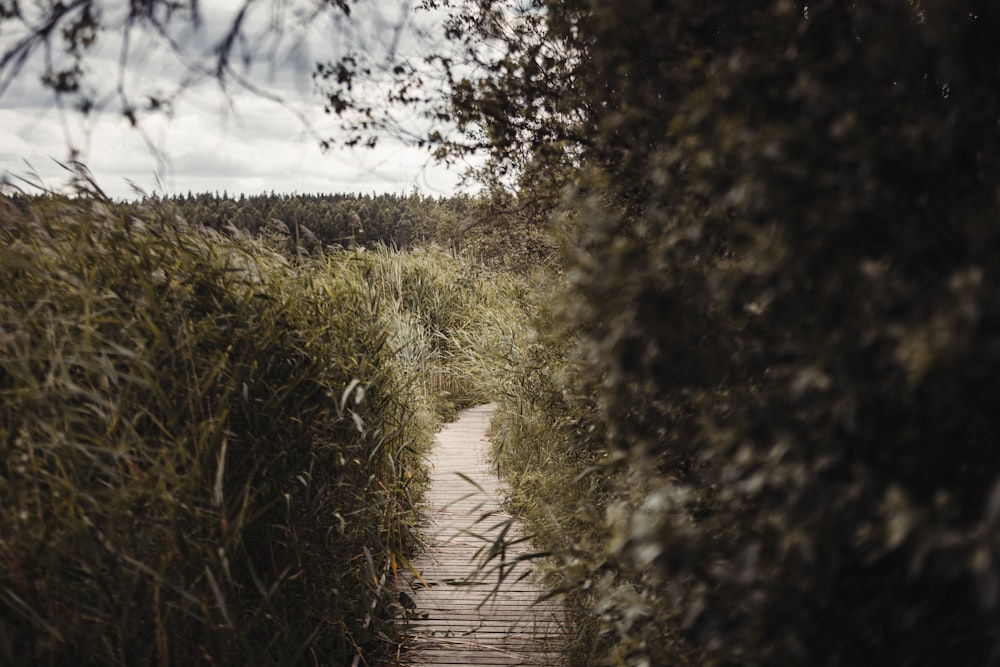 brown wooden pathway between green grass field during daytime