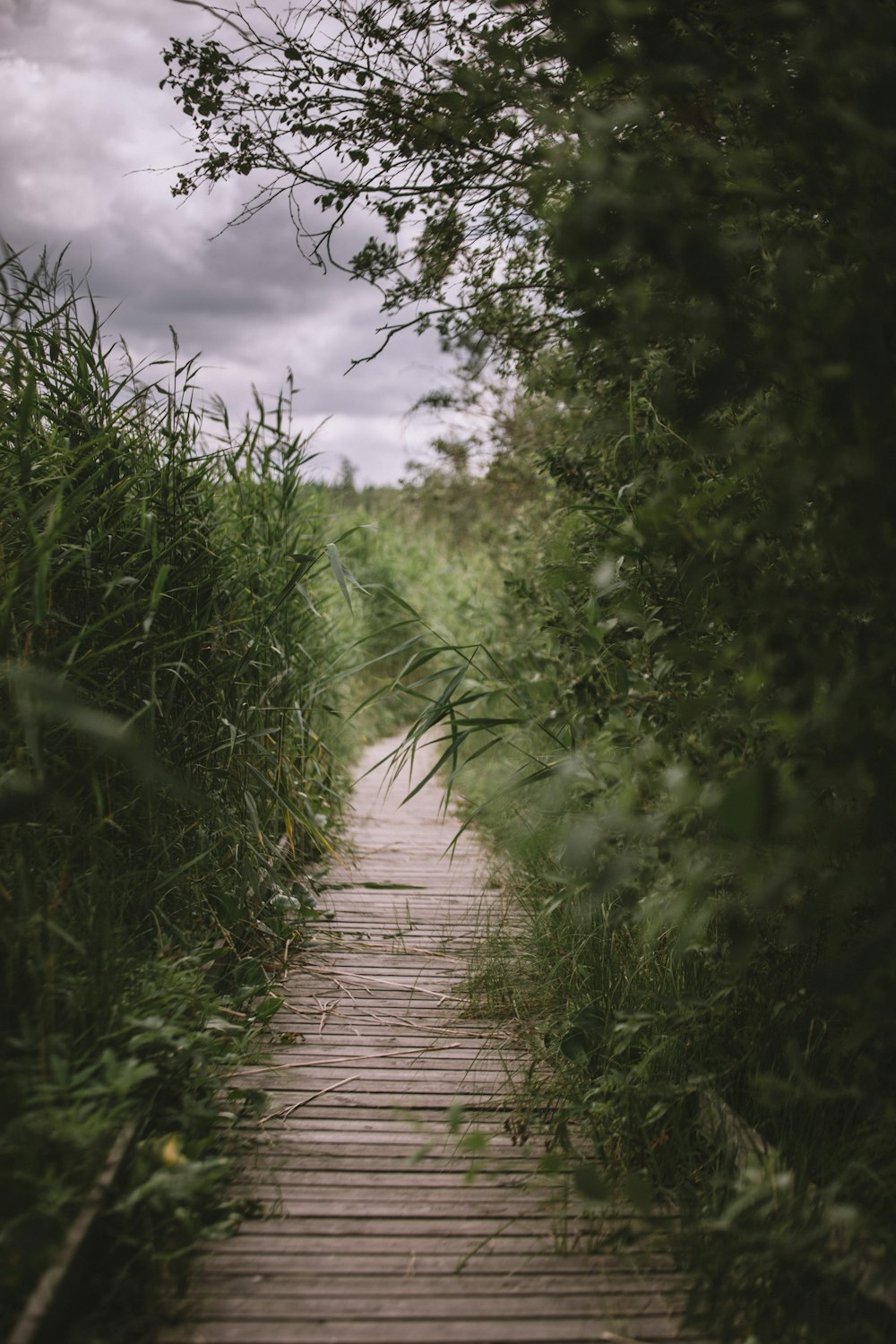 brown wooden pathway between green grass and trees during daytime